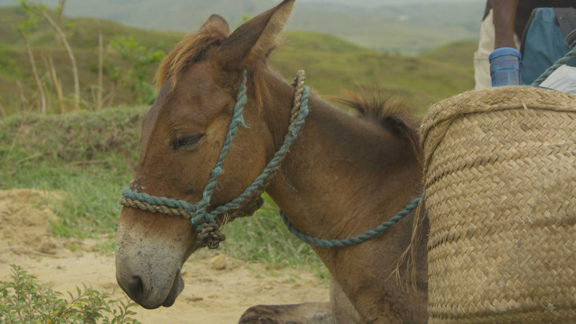 pack-mules-going-uphill-filmpac