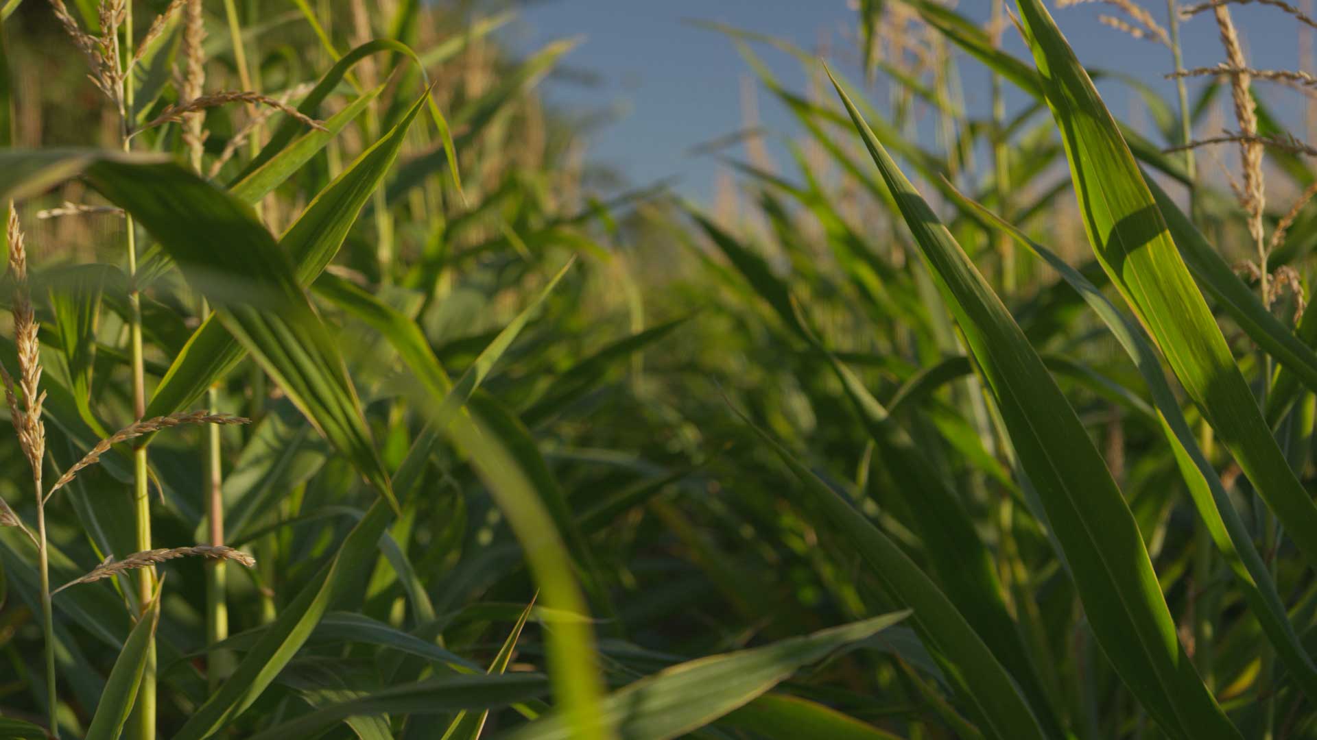 Vast Fields of Corn – FILMPAC