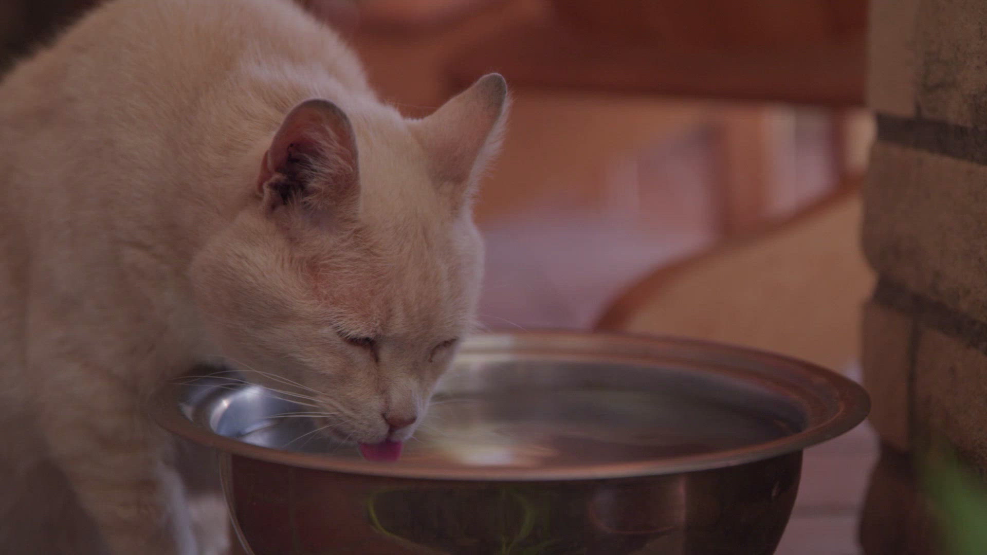 Cat Drinking From a Water Bowl FILMPAC