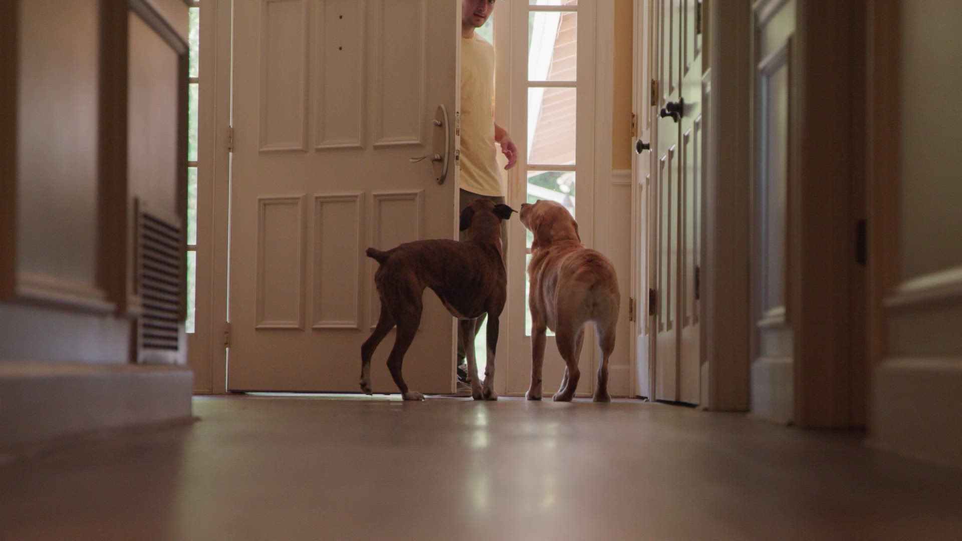 Dogs Running to the Front Door FILMPAC