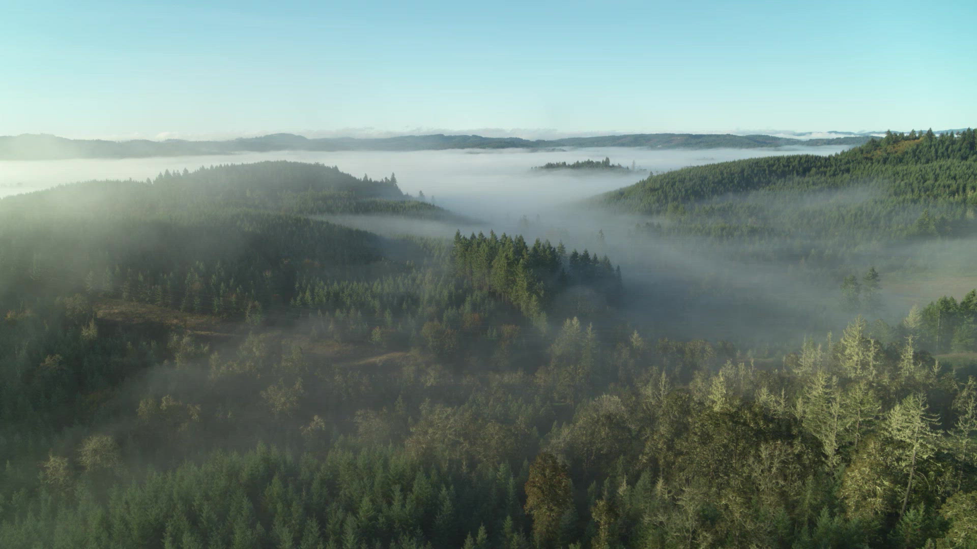 Foggy Aerials Above Forest – FILMPAC