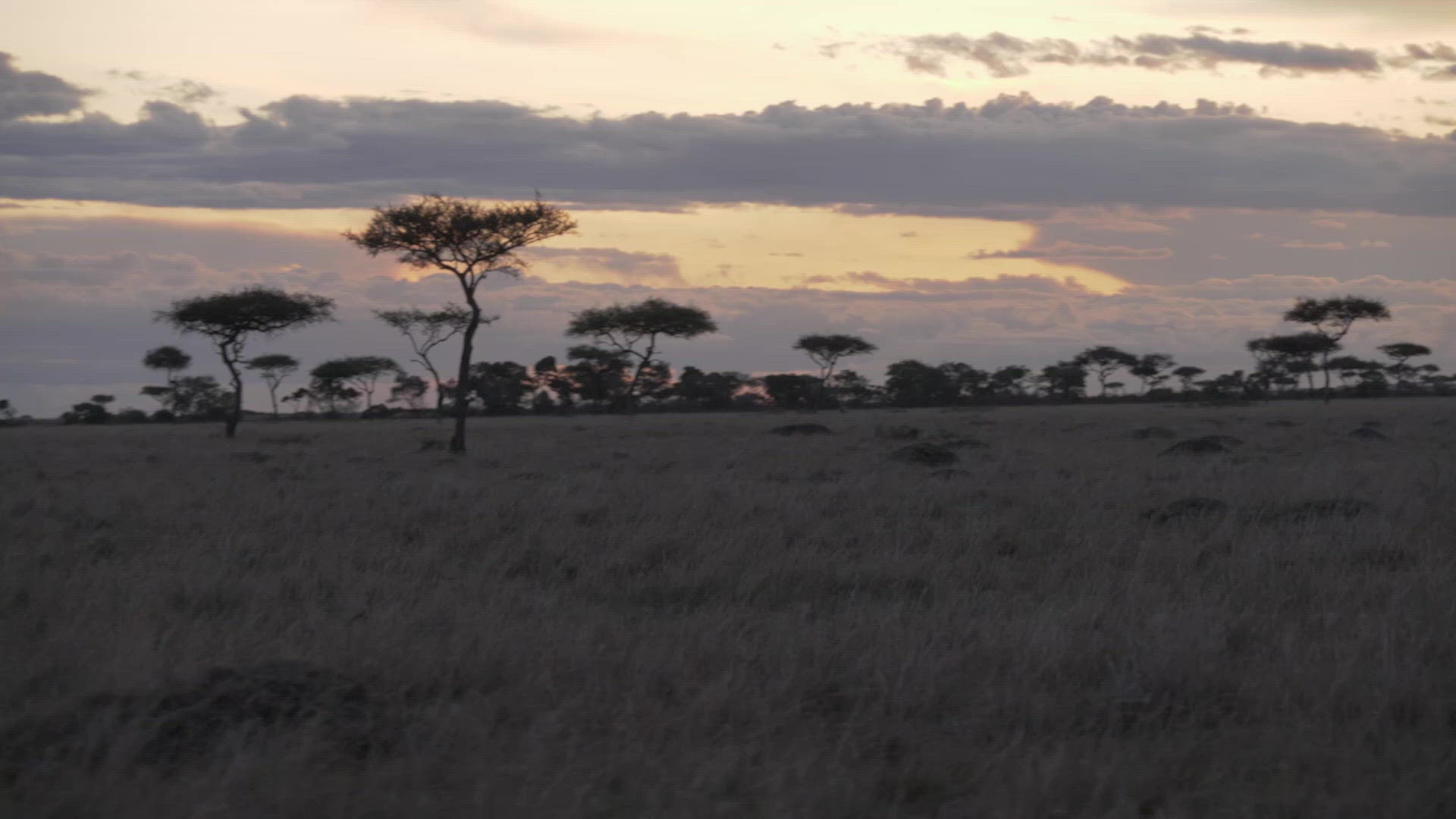 African Plains at Sundown – FILMPAC
