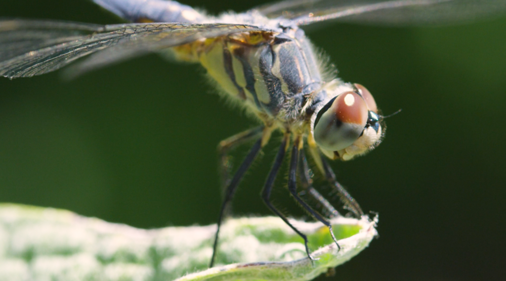 dragonfly